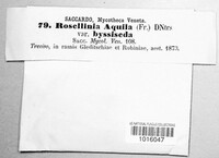 Rosellinia aquila image